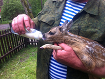 На Куршской косе туристы нашли детеныша косули трех недель от роду