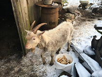 Калининградец украл козла и подарил бабушке сожительницы