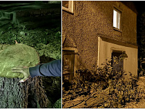 Ремонт тротуаров на Тенистой аллее обернулся вырубками (фото)