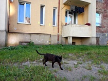 В Черняховске изувер сломал женщине основание глаза