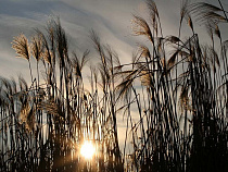 Не дай бог, кто-то погибнет - Алиханов о поджогах полей