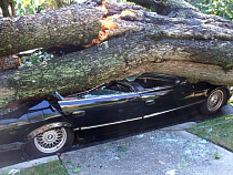 Упавший ясень повредил автомобиль калининградца на 188 тысяч рублей