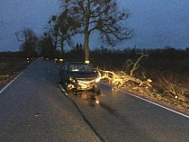 На машину упало дерево на дороге Правдинск – Калининград