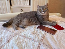 «Аndroid или Аpple?»: в Калининграде удвоился спрос на элитные смартфоны