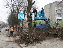 В Калининграде подстригут более 4000 деревьев