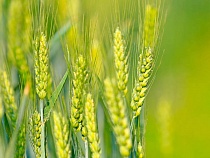 «Золотая осень»: Россельхозбанк назвал главные тренды рынка зерна