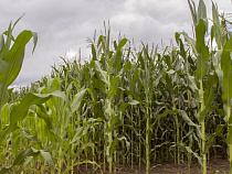 «Калининградская мясная компания» увеличит заготовку кукурузного силоса в 2,5 раза - до 160 тыс. тонн в 2016 году