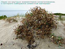 На Куршской косе ученые спасают занесенное в Красную книгу растение