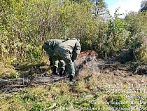 У Виштынца олень застрял на границе с Литвой