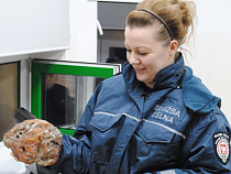 Польские таможенники изъяли очередной янтарный самородок у жителя Калининградской области