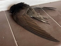 В Калининграде с грозовых небес падают птицы