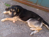 Рядовой Семушкин проломил череп бездомной собаке по заданию командира