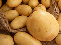 За год посевные площади картофеля в Калининградской области увеличились на 32%
