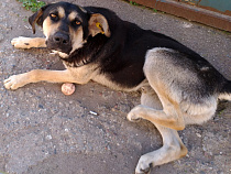 Бродячих собак будут усыплять или содержать в загоне?