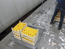 Таможенники задержали 77 ящиков турецких мандаринов в МАПП Чернышевское 