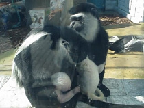 Калининградская обезьяна дала урок материнства 