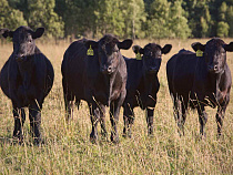 «Калининградская мясная компания» приняла на стажировку ветврачей и агрономов СЗФО
