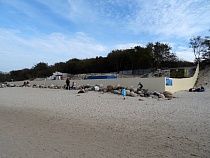 В Зеленоградске незаконно строят променад - и кафе, похоже, тоже
