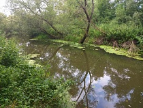 Тьма бросила пенсионерку на болото смерти у Куршской косы