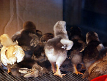 Россельхознадзор не устроили 86 900 суточных цыплят из Германии