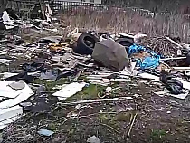 На Яблочной в Калининграде нашли кладбище автомобильных частей (видео)