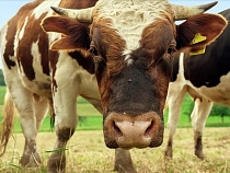 В Калининградской области взбесившийся бык убил 62-летнего фермера 