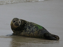 Тюлень останется на пляже под Калининградом до сентября