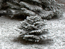 В предновогодние дни на Куршской косе будут усиленно следить за ёлками