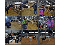 Дети сотрудников Роспотребнадзора сходили на ферму к коровам