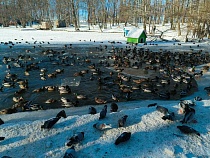 В Зеленоградске экстренно спасают замерзающих в городском парке уток