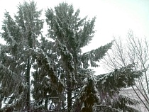 Житель Славского района украл из леса новогоднюю ёлку