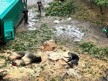 В Калининграде живого гиганта изрезали бензопилами