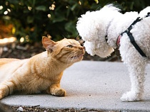 За полмесяца из Калининградской области вывезли 30 домашних животных