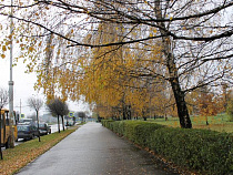 Предпоследняя неделя года будет в Калининграде теплой и без осадков