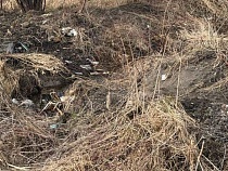 Местные соревнуются с туристами в замусоривании Куршской косы