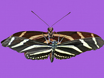 Сержант Балтфлота заставлял матросов «ловить бабочек»