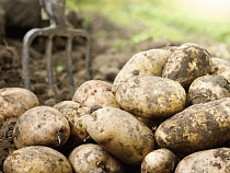 В Калининградскую область не пустили белорусский картофель