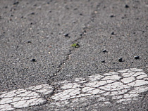 На Захаровском рынке погиб нетрезвый грузчик