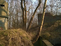 В Балтийске местные жители обнаружили обезглавленные трупы собак