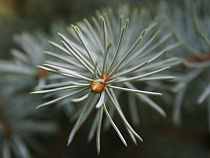 «Живи, лес!»: в Калининградской области высадят около 30 тысяч деревьев 