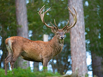 Виштынецкий парк: вместо срубленных дубов посадят хвойные