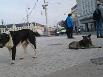 Возбуждено уголовное дело о мошенничестве с помощью бездомным животным
