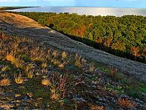 На Куршской косе насчитали 57 кабанов и 15 лосей