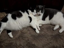 В Калининграде от рака умерла хозяйка 5 кошек