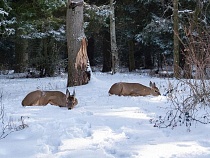 Смерть в Калининградской области массово косит молодых косуль