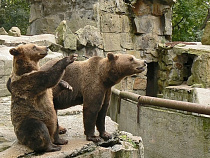 Директор Калининградского зоопарка поможет в разработке федерального закона о зоопарках
