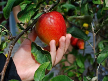 В 2016 году начинающих фермеров поддержат грантами на 35 миллионов рублей