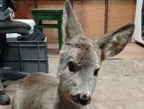 В Калининградской области дикие животные рванули к людям лавиной