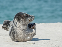 На побережье Балтийска спасли тюленёнка