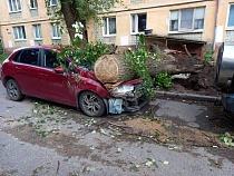 Гигантский тополь обрушился на улицу в элитном районе Калининграда